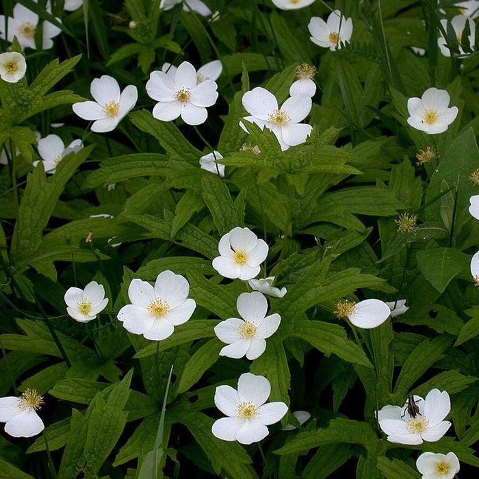 Anemone canadensis  - Canadian Anemone - Shipped