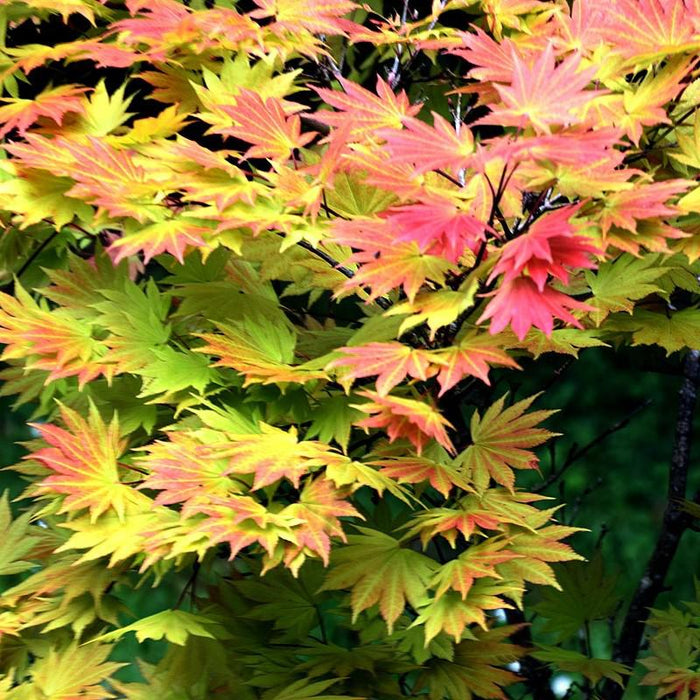 Acer shirasawanum 'Autumn Moon'  - Autumn Moon Japanese Maple - Shipped