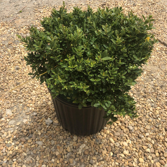 Ilex crenata 'Hoogendorn'  - Hoogendorn Holly - Shipped
