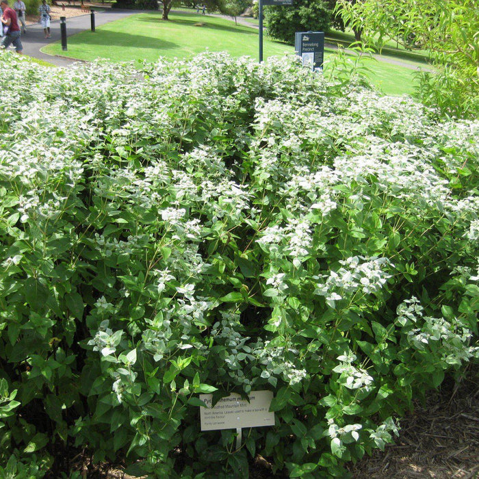 Pycnanthemum muticum  - Mountain Mint - Shipped