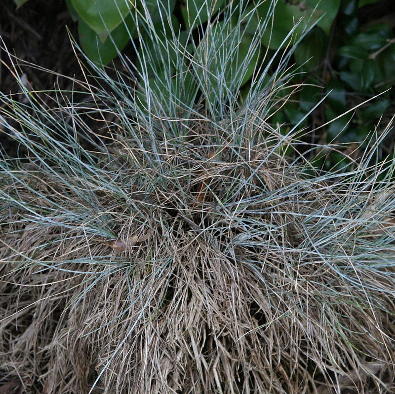 Blue Fescue - Shipped