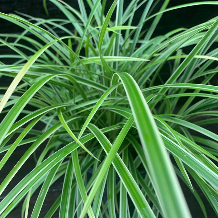 Carex morrowii 'Ice Dance'  - Ice Dance Sedge - Shipped