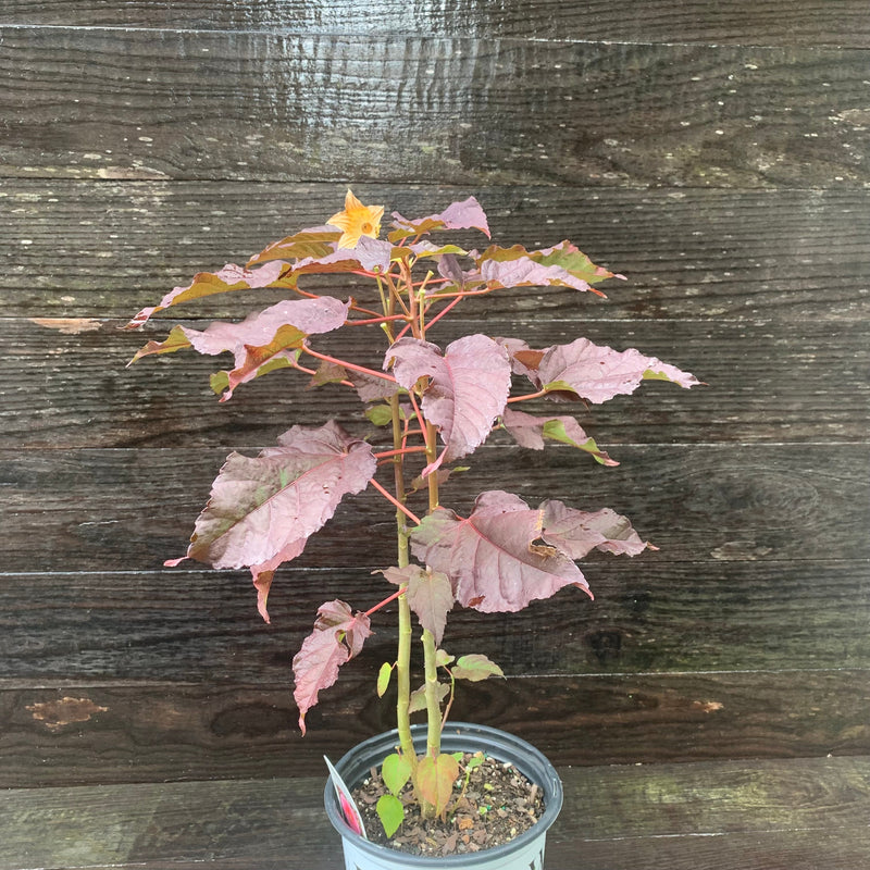 Summerific® Edge of Night Hibiscus - Shipped