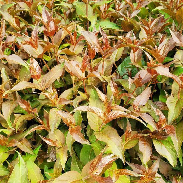Diervilla 'SMDCS' PP33,288  - Ru-Bee Wren™ Bush Honeysuckle - Shipped