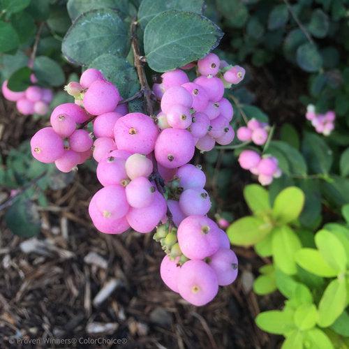 Proud Berry® Coralberry - Shipped