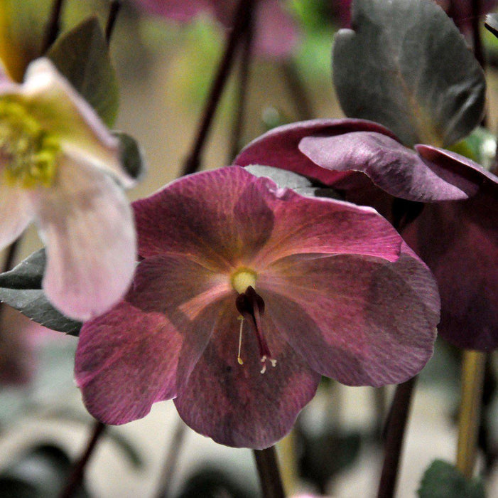 Helleborus x hybridus 'ABCRD02'  - Frostkiss® Anna's Red Lenten Rose - Shipped