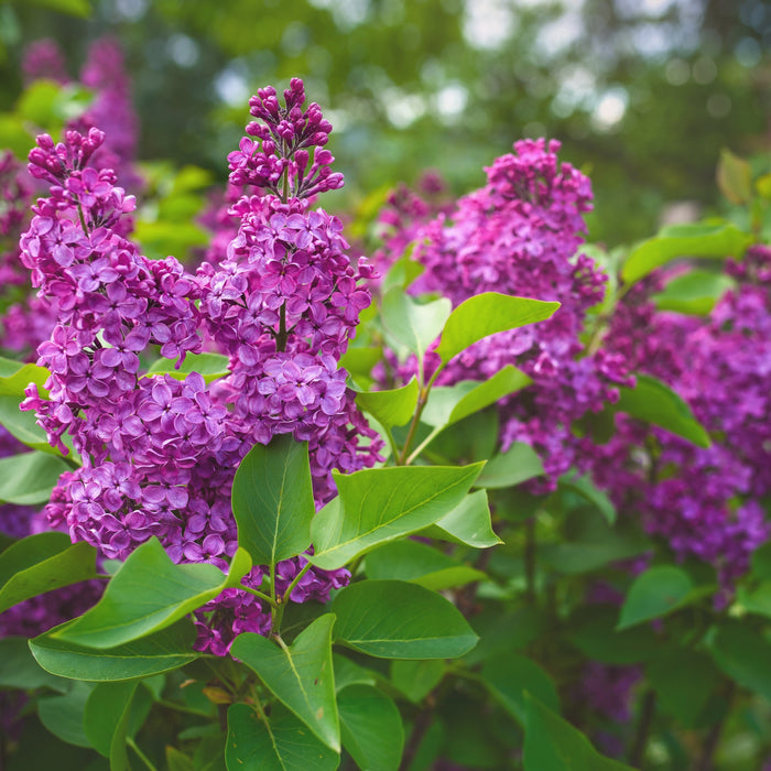 Syringa vulgaris 'Yankee Doodle'  - Yankee Doodle Lilac - Shipped