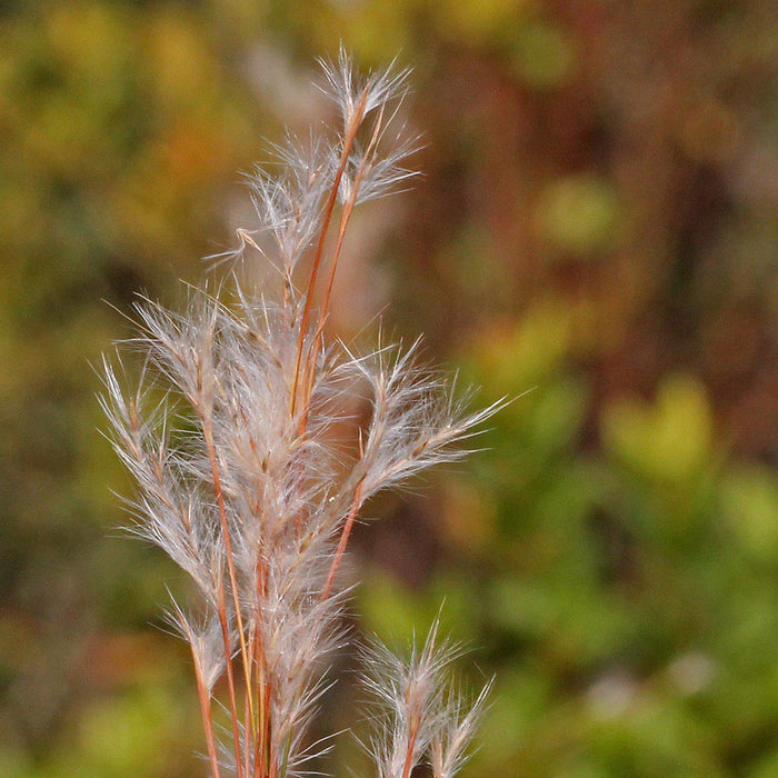 Andropogon virginicus  - Broomsedge, Yellow Bluestem - Shipped