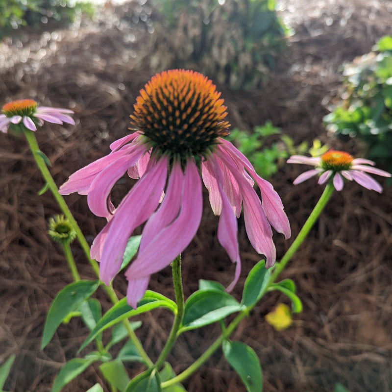 Magnus Echinacea, Coneflower - Shipped