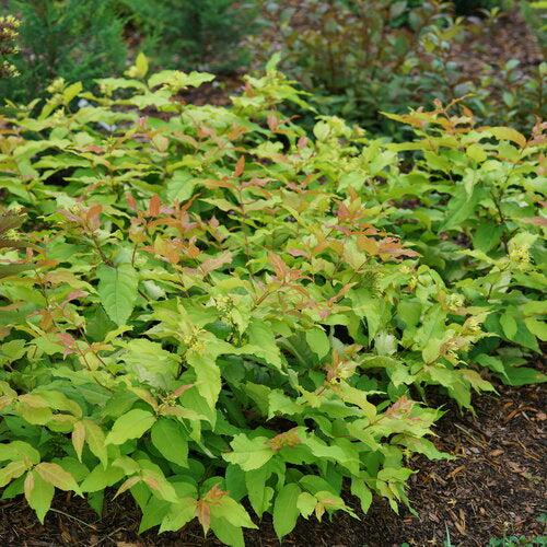 Diervilla x 'SMNDSS' PP34,138  - Kodiak® Fresh™ Honeysuckle - Shipped