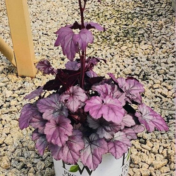 Dolce® Wildberry Heuchera - Shipped