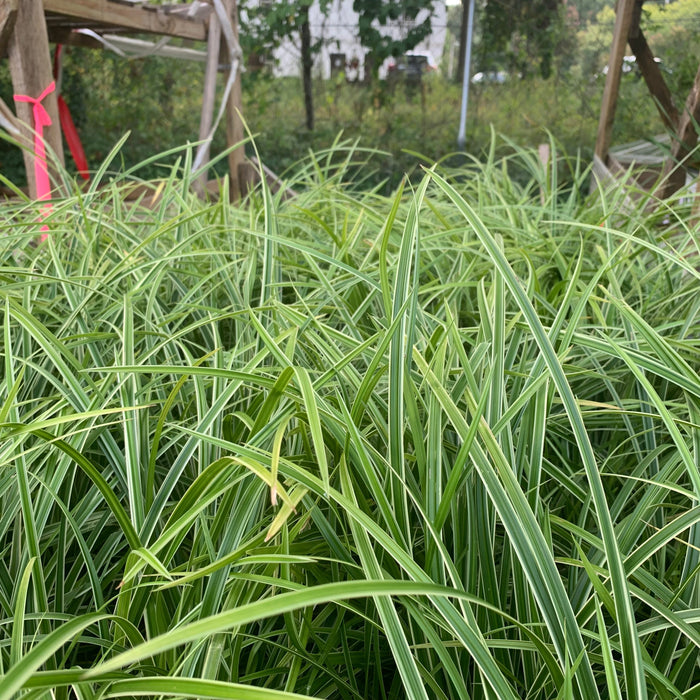 Carex morrowii 'Ice Dance'  - Ice Dance Sedge - Shipped