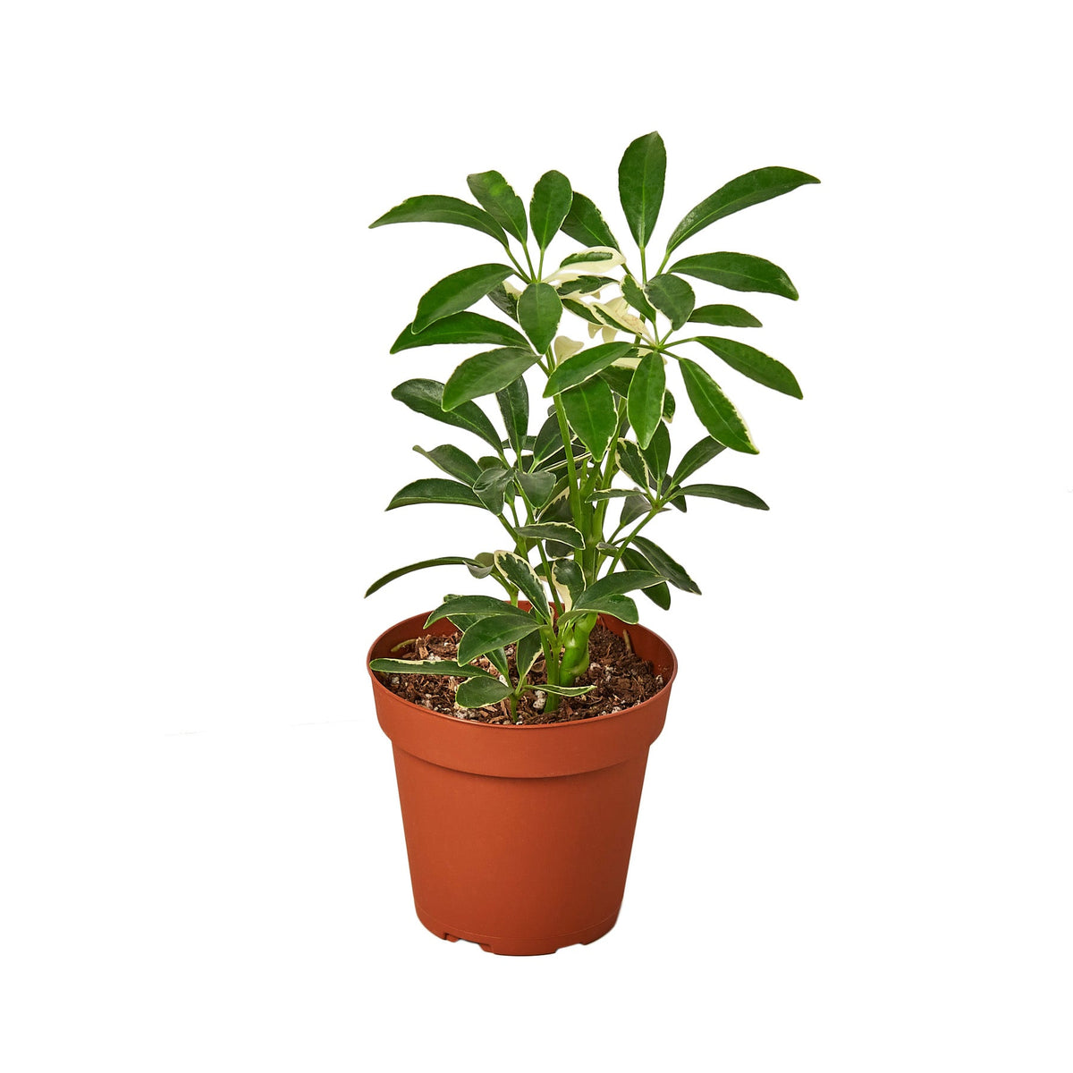 schefflera arboricola moondrop Schefflera Moonlight 'Umbrella Plant' — The Gardeners' Choice