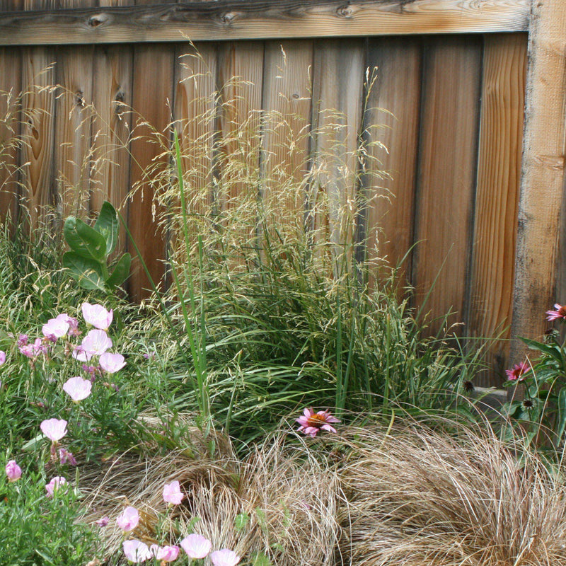 Karl Foerster's Feather Reed Grass - Shipped