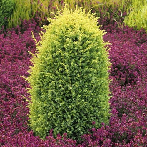 Juniperus communis 'Gold Cone' - Shipped
