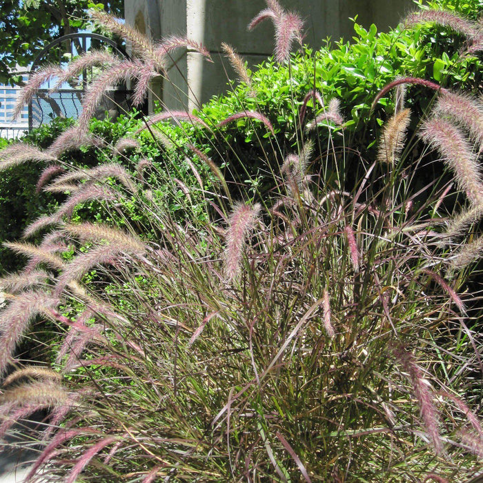 Pennisetum orientale 'Karley Rose'  - Karley Rose Fountain Grass - Shipped