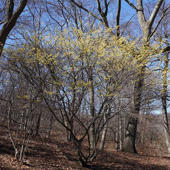 Hamamelis x intermedia 'Arnold Promise'  - Arnold Promise Witch Hazel - Shipped