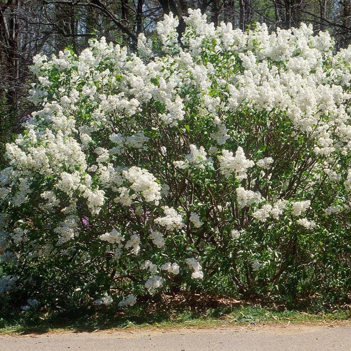 Syringa x oblata 'Betsy Ross'  - Betsy Ross Lilac - Shipped