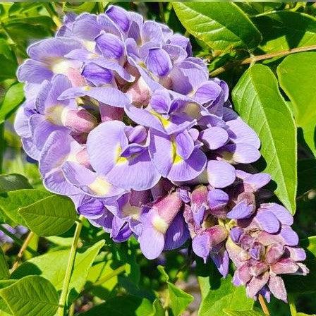 Amethyst Falls Wisteria - Shipped