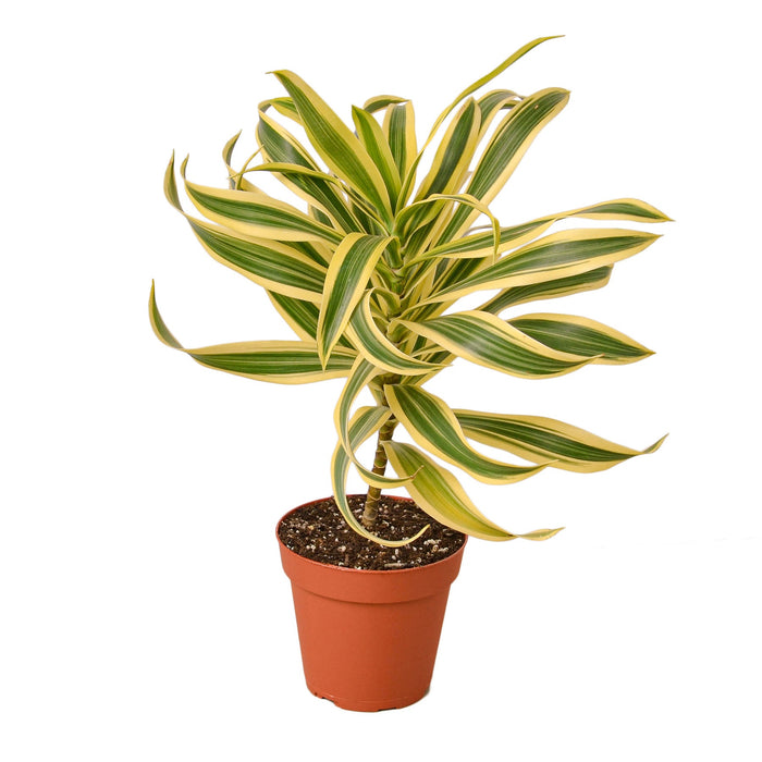 botanical name of dracaena Dracaena 'Song Of India' 18-27°C Indoor Care