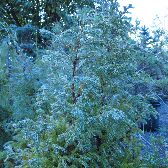 True Blue Falsecypress - Shipped