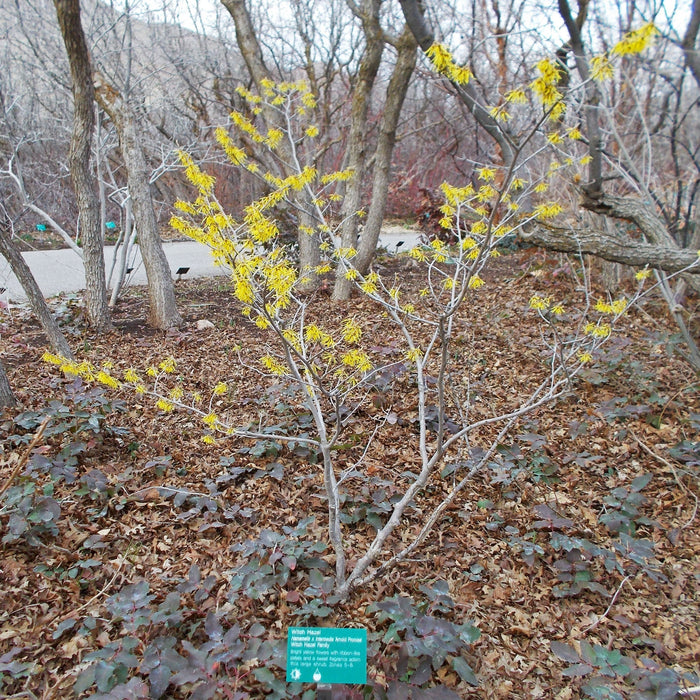 Hamamelis x intermedia 'Arnold Promise'  - Arnold Promise Witch Hazel - Shipped