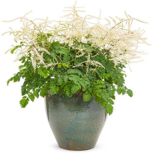 Aruncus 'Chantilly Lace'  - Chantilly Lace Goat's Beard - Shipped