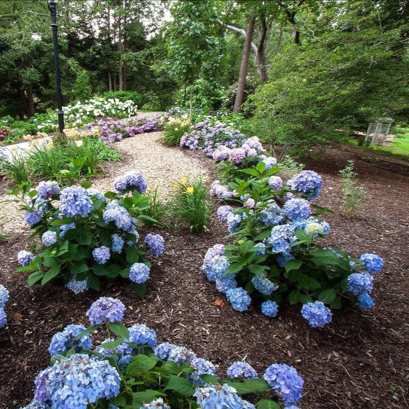 Endless Summer® The Original Hydrangea - Shipped