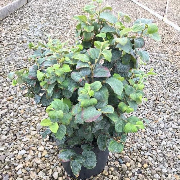 Fothergilla x intermedia 'Blue Shadow'  - Blue Shadow Fothergilla - Shipped