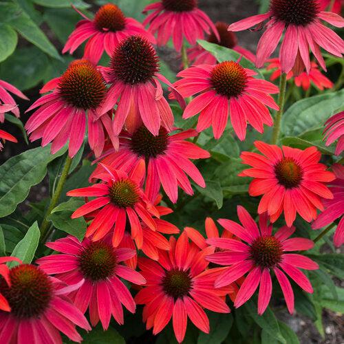 PW® Summersong™ Firefinch™ Coneflower - Shipped