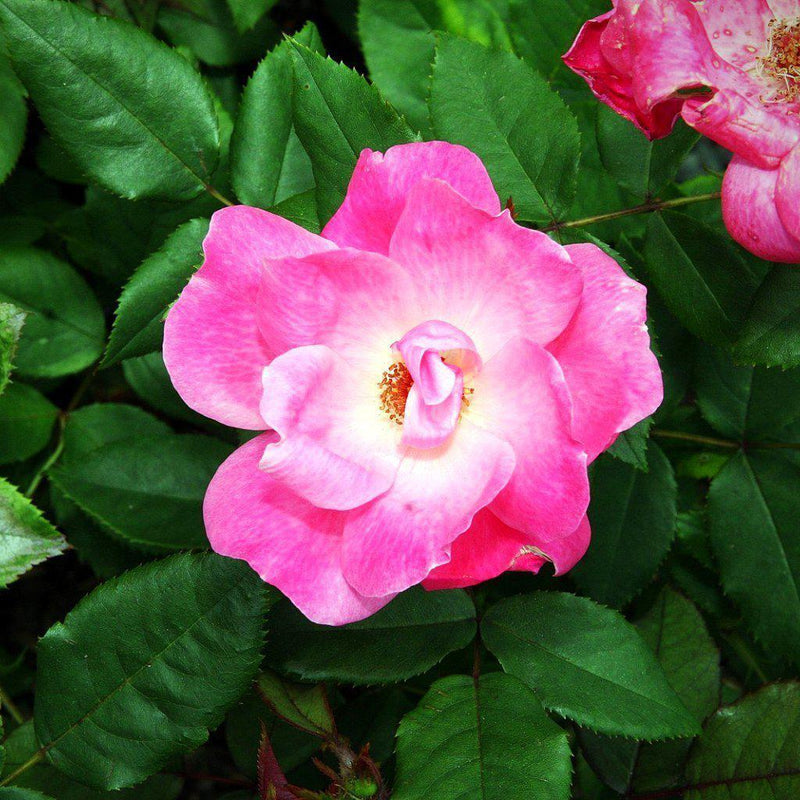 Pink Knock Out® Rose - Shipped