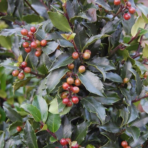Holly (Ilex x meserveae) 'Blue Maid' - Shipped