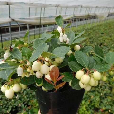 Gaultheria procumbens 'Hokutotakaji-001'  - Winter Fiesta™ Wintergreens - Shipped