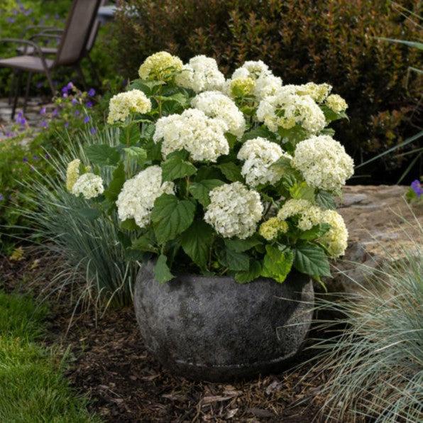 Hydrangea arborescens 'BAlful'  - First Editions® FlowerFull™ Smooth Hydrangea - Shipped