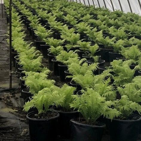 Ostrich Fern - Shipped