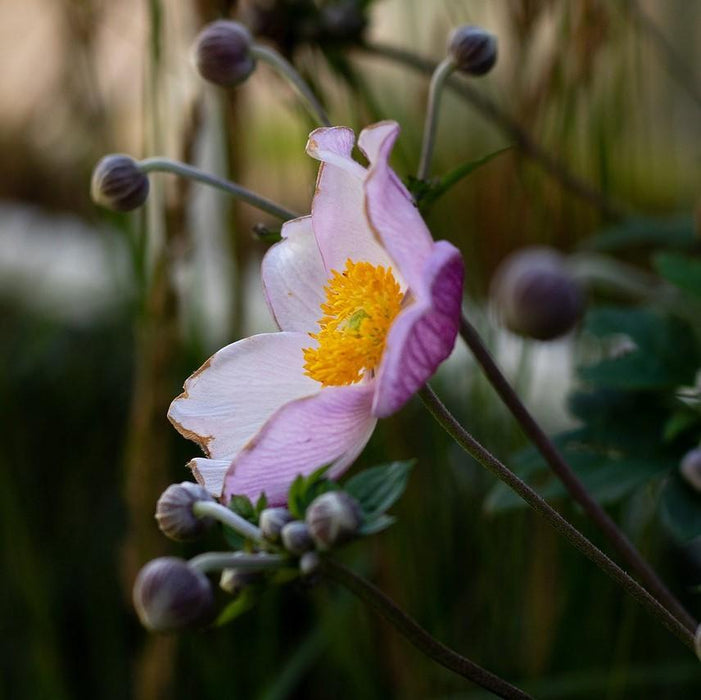 Anemone hupensis 'September Charm'  - September Charm Anemone - Shipped