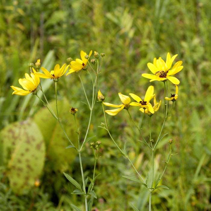 Coreopsis tripteris 'Gold Standard'  - Gold Standard Tall Tickseed - Shipped