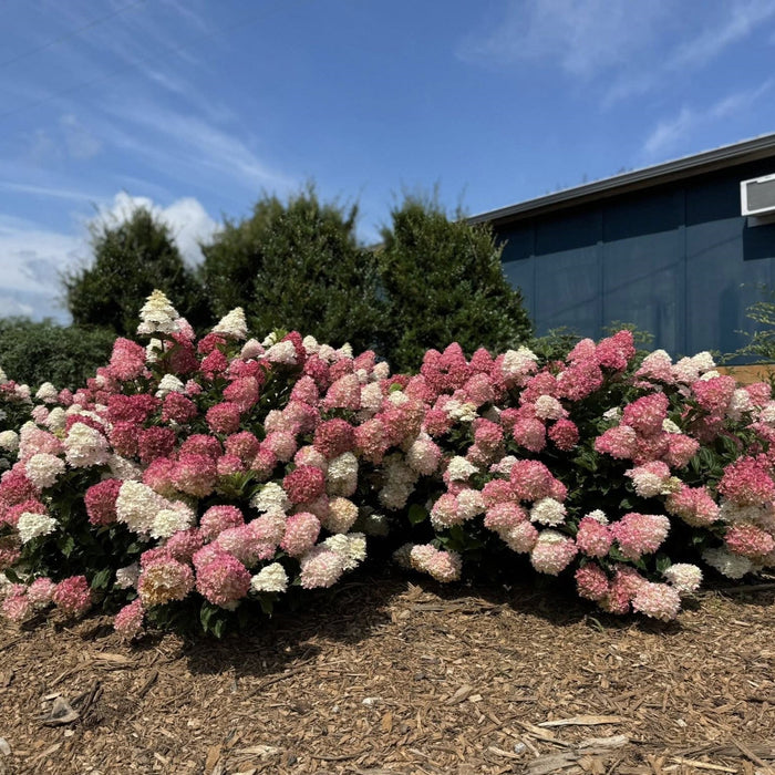 Hydrangea paniculata 'Spring Sizzle'  - First Editions® Spring Sizzle® Hydrangea - Shipped