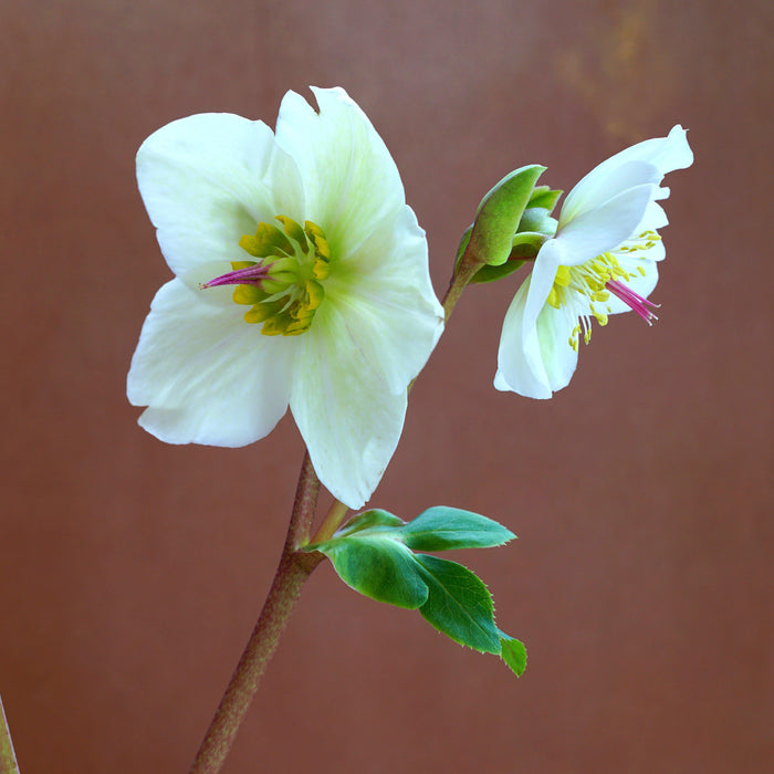 Helleborus x hybridus 'EPBRD01'  - FrostKiss™ Molly's White Lenten Rose - Shipped
