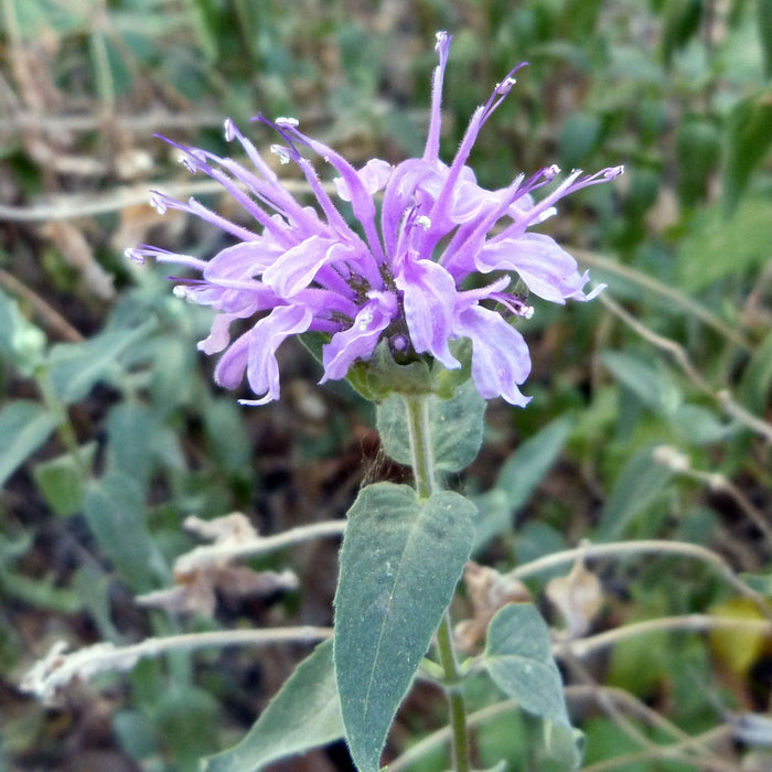 Monarda 'Blue Moon'  - Sugar Buzz® Blue Moon Bee Balm - Shipped