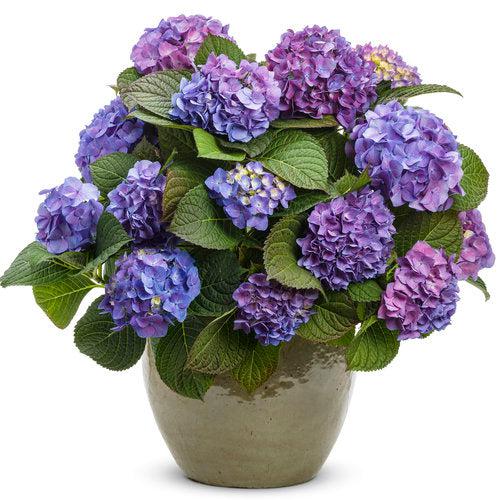 Let's Dance® Blue Jangles® Hydrangea - Shipped