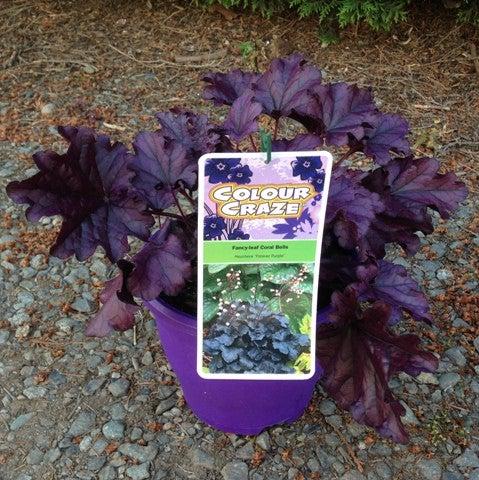 Heuchera x 'TNHEUFP'  - Forever® Purple Coral Bells - Shipped