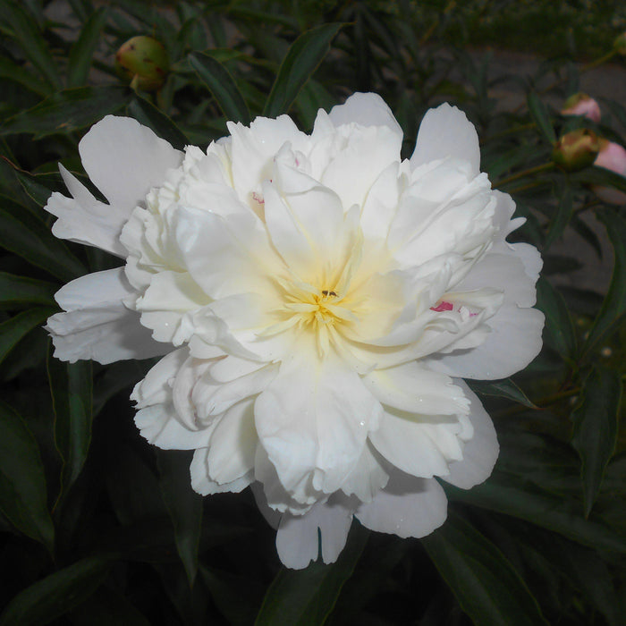 Paeonia lactiflora 'Duchesse de Nemours'  - Duchesse de Nemours Peony - Shipped