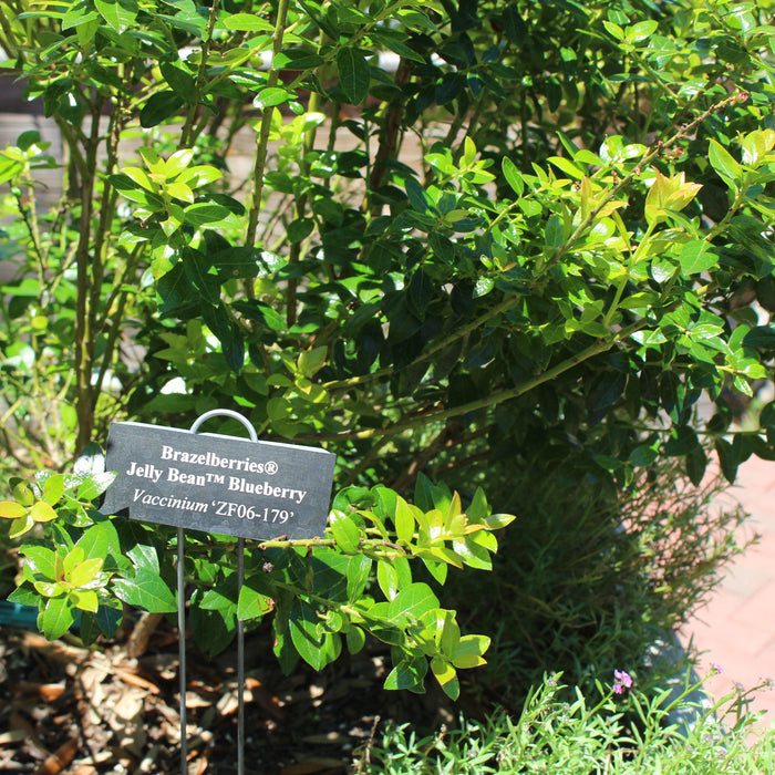 Vaccinium x 'ZF06-179'  - Jelly Bean® Blueberry - Shipped