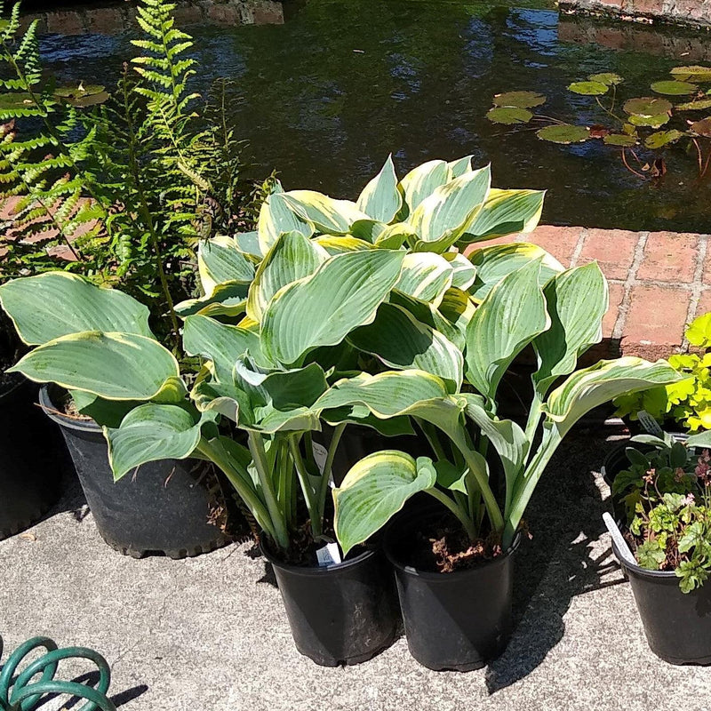 First Frost Hosta - Shipped