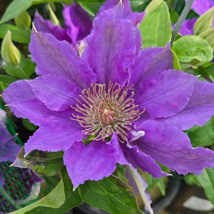 Clematis 'Evipo030'  - Bijou™ Clematis - Shipped