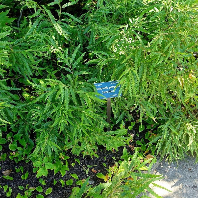 Sweet Fern - Shipped