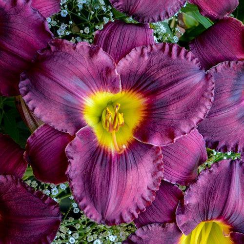 Hemerocallis 'Nosferatu'  - Rainbow Rhythm® Nosferatu Daylily - Shipped