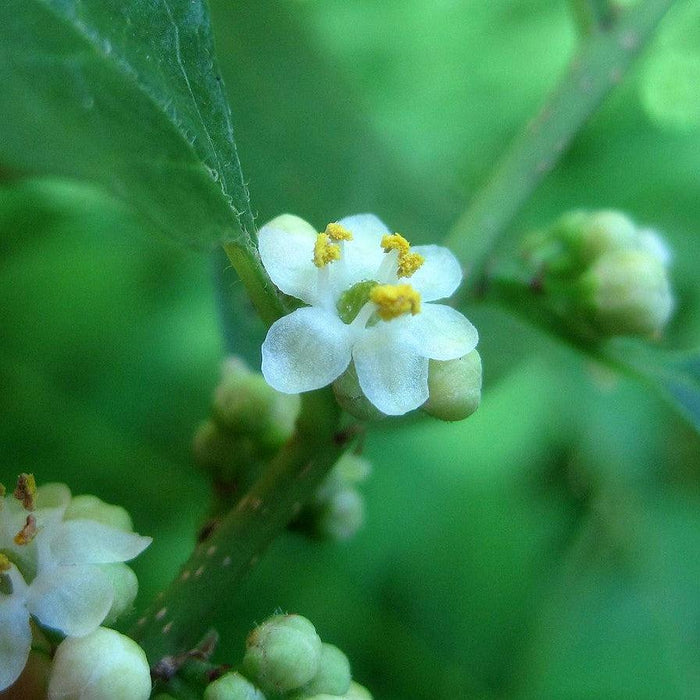 Ilex verticillata 'Jim Dandy'  - Jim Dandy Winterberry - Shipped