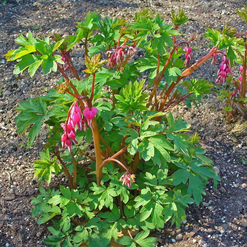 Asian Bleeding Heart - Shipped